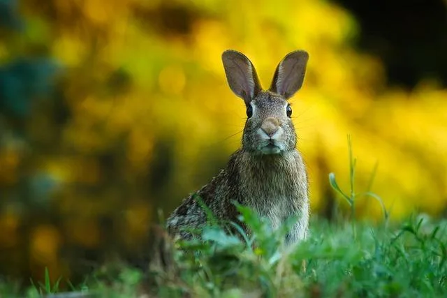 Can Rabbits Eat Ginger Root? What Bunny Owners Must Know
