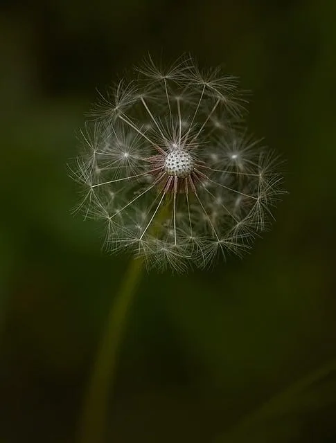 Dandelion and Ginger Tea: A Detoxifying Herbal Brew