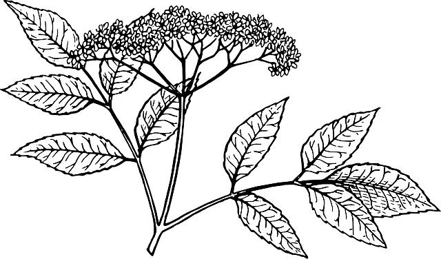 Elderberry Ginger Tea:⁣ A Natural‍ Alternative to⁣ Over-the-Counter Cold ⁤Medications