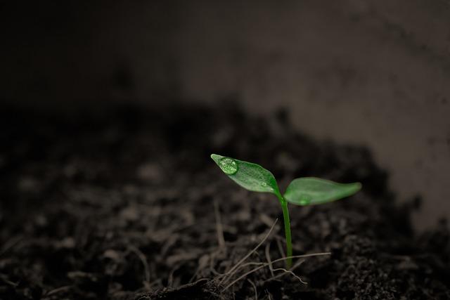 Preparing the Soil for Healthy Garlic Growth