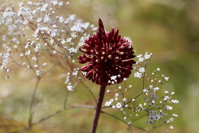 Black Garlic Balsamic Vinegar: The Gourmet Ingredient That Will Elevate Your Dishes 3 Unveiling the Unique Flavor Profile of Black Garlic Balsamic Vinegar