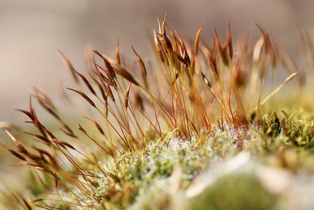 Conclusion: Harnessing the Healing Powers of Sea Moss and Ginger