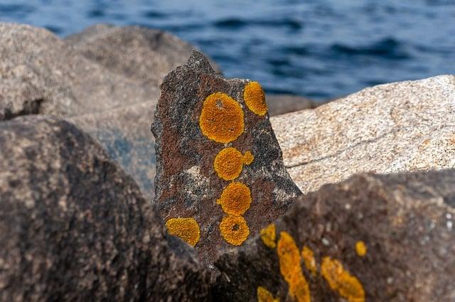Introduction to Sea Moss and Ginger
