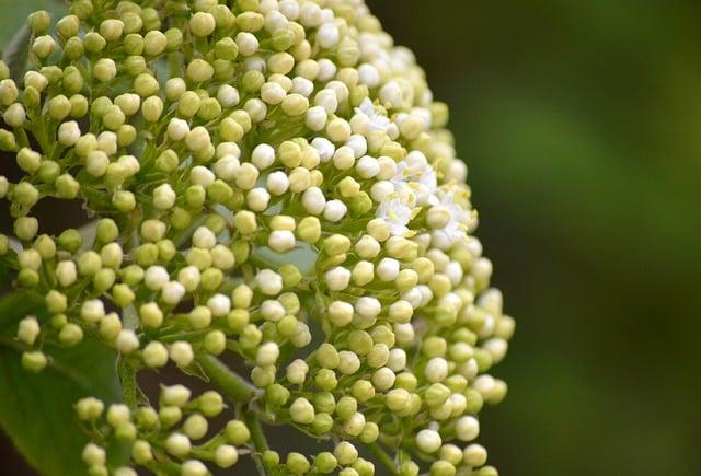 Incorporating Elderberry Ginger Tea into ​Your ‌Daily Wellness Routine