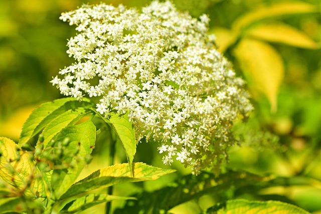 Benefits of Elderberry Ginger Tea​ for ⁢Immune System