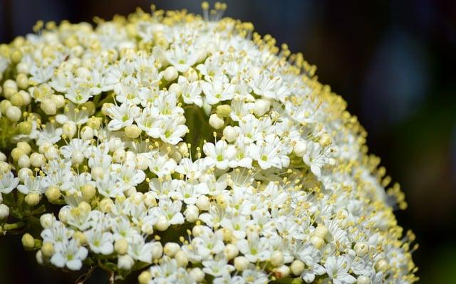 Potential Side Effects and Precautions of Elderberry Ginger Tea