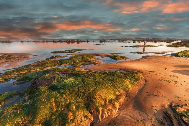 How to Incorporate Sea Moss and Ginger into Your Diet